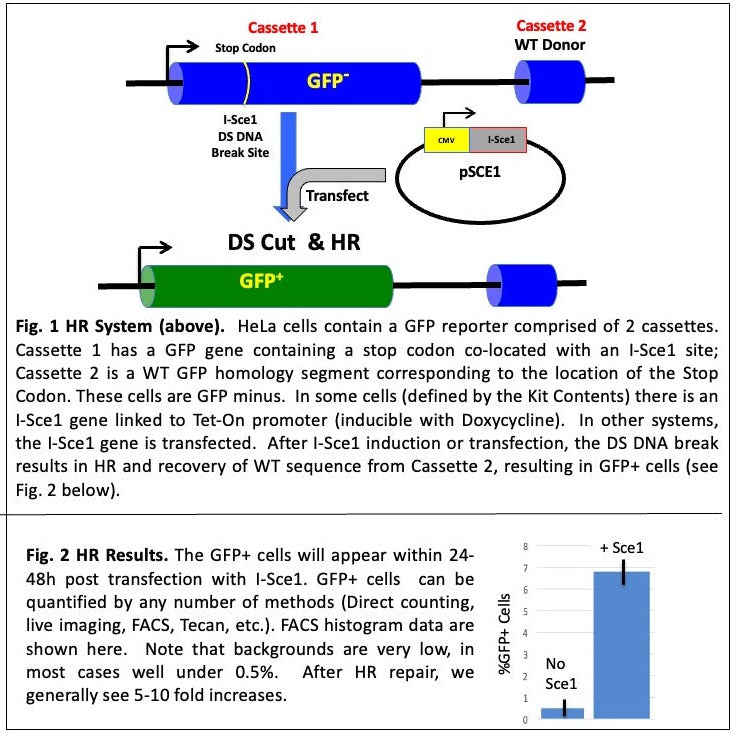 Homology Dependent DNA repair in cells for cancer drug screening using GFP and I-Sce1