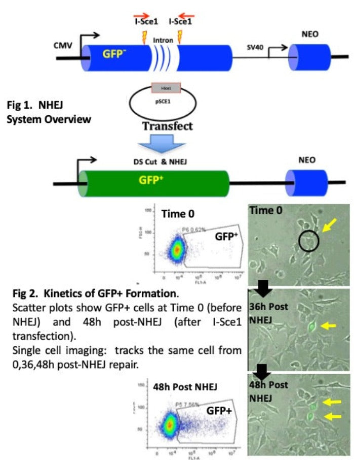 NHEJ DNA repair in cells for cancer drug screening using GFP and I-Sce1