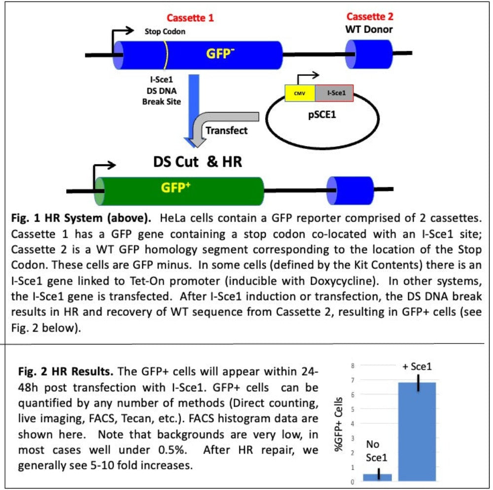 Overview of HR repair system (Fig.1 ) showing increase in GFP+ cells after HR Repair (Fig.2).
