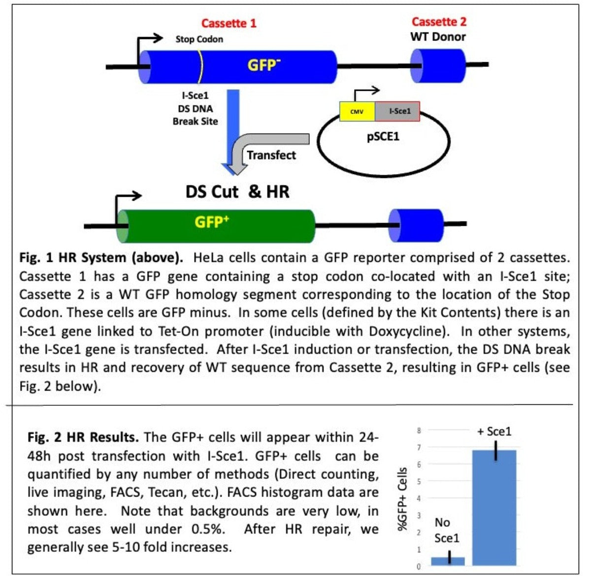 Overview of the homology dependent DNA repair system in HeLa cells but can be hosted by any cell line of interest.