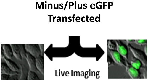 eGFP or WT GFP transfection efficiency control is available for sale.
