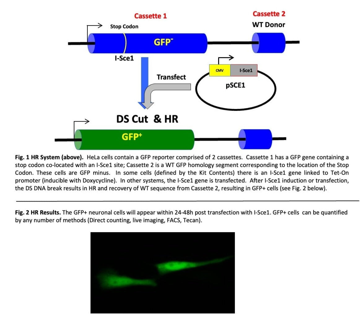 Overview of the Homology DNA repair system  in a neuron.  The neuronal cell is stably expressing the dual cassette DR-GFP repair repoter.rter.