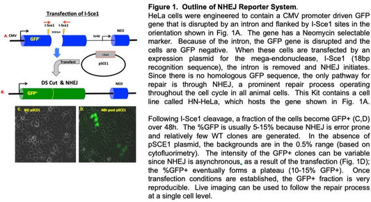 Non-homologous end joining, NHEJ, repair scheme in live cells using Sce1 double strand DNA cleavage to initiate repair showing single cell imaging of GFP POSITIVE cells.