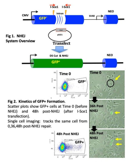 New cell lines made with NHEJ DNA repair path reporter genes can be placed in any cell line or lineage with this kit.