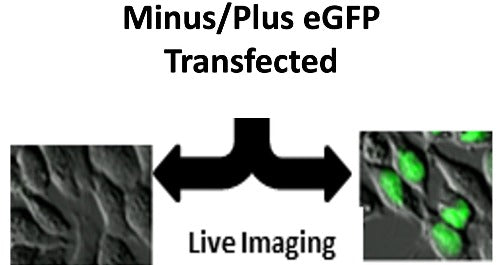 Single cell imaging of control plasmid eGFP in fibroblasts as a transfection efficiency control.