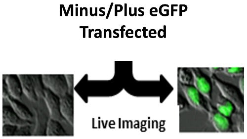 eGFP is a transfection control we sell to allow end users to establish the system in their own labs. GFP has a nuclear localization sequence which facilitates live imaging of cells.